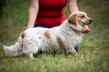 BUCKA, Hund, Dackel Mischling in Ungarn - Bild 19