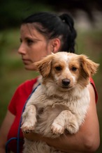 BUCKA, Hund, Dackel Mischling in Ungarn - Bild 2