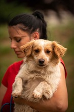 BUCKA, Hund, Dackel Mischling in Ungarn - Bild 20