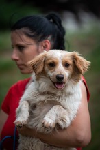 BUCKA, Hund, Dackel Mischling in Ungarn - Bild 21