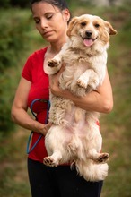 BUCKA, Hund, Dackel Mischling in Ungarn - Bild 3