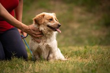 BUCKA, Hund, Dackel Mischling in Ungarn - Bild 4