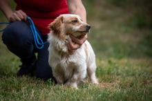 BUCKA, Hund, Dackel Mischling in Ungarn - Bild 5