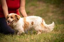 BUCKA, Hund, Dackel Mischling in Ungarn - Bild 6