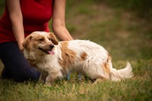 BUCKA, Hund, Dackel Mischling in Ungarn - Bild 7