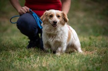 BUCKA, Hund, Dackel Mischling in Ungarn - Bild 8