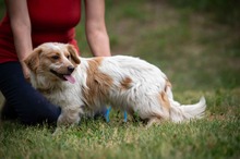 BUCKA, Hund, Dackel Mischling in Ungarn - Bild 9