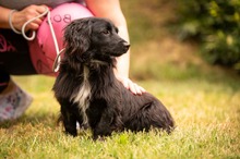 BUGG, Hund, Dackel Mischling in Ungarn - Bild 1
