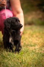 BUGG, Hund, Dackel Mischling in Ungarn - Bild 10