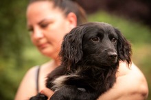 BUGG, Hund, Dackel Mischling in Ungarn - Bild 11