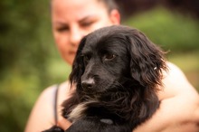 BUGG, Hund, Dackel Mischling in Ungarn - Bild 12