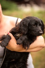 BUGG, Hund, Dackel Mischling in Ungarn - Bild 13