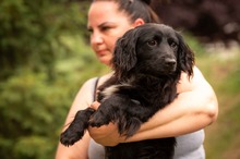 BUGG, Hund, Dackel Mischling in Ungarn - Bild 2
