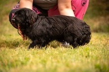 BUGG, Hund, Dackel Mischling in Ungarn - Bild 3