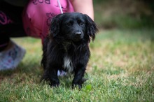 BUGG, Hund, Dackel Mischling in Ungarn - Bild 4