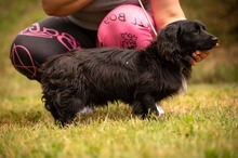 BUGG, Hund, Dackel Mischling in Ungarn - Bild 5