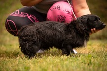 BUGG, Hund, Dackel Mischling in Ungarn - Bild 6