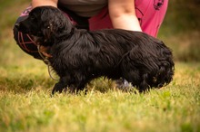 BUGG, Hund, Dackel Mischling in Ungarn - Bild 7