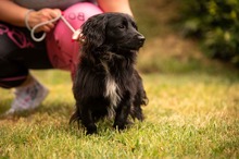 BUGG, Hund, Dackel Mischling in Ungarn - Bild 8