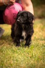 BUGG, Hund, Dackel Mischling in Ungarn - Bild 9