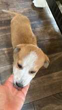 LOLEK, Hund, Mischlingshund in Rumänien - Bild 5
