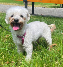 BRI, Hund, Bichon à poil frisé in Rumänien - Bild 1