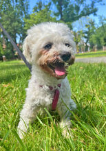 BRI, Hund, Bichon à poil frisé in Rumänien - Bild 2