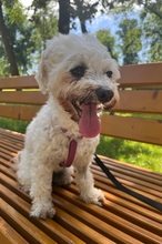 BRI, Hund, Bichon à poil frisé in Rumänien - Bild 3