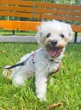 BRI, Hund, Bichon à poil frisé in Rumänien - Bild 4