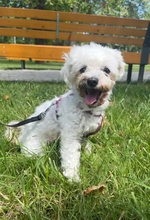 BRI, Hund, Bichon à poil frisé in Rumänien - Bild 5