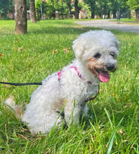 BRI, Hund, Bichon à poil frisé in Rumänien - Bild 6