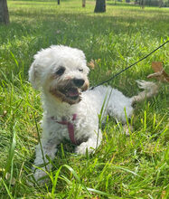 BRI, Hund, Bichon à poil frisé in Rumänien - Bild 7