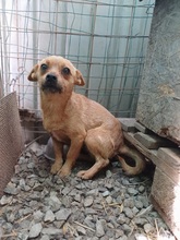 TINDRA, Hund, Mischlingshund in Rumänien - Bild 1