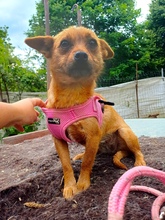 TINDRA, Hund, Mischlingshund in Rumänien - Bild 2