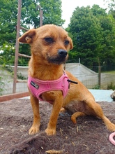 TINDRA, Hund, Mischlingshund in Rumänien - Bild 3