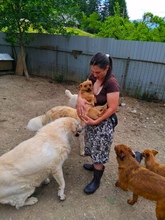 TINDRA, Hund, Mischlingshund in Rumänien - Bild 4