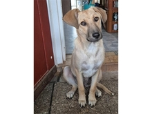 KIMI, Hund, Mischlingshund in Mainhardt - Bild 1