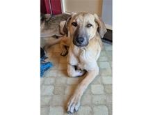 KIMI, Hund, Mischlingshund in Mainhardt - Bild 2