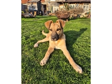 KIMI, Hund, Mischlingshund in Mainhardt - Bild 3