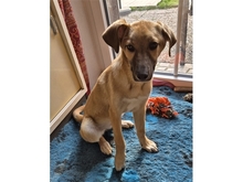 KIMI, Hund, Mischlingshund in Mainhardt - Bild 4