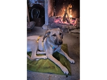 KIMI, Hund, Mischlingshund in Mainhardt - Bild 5