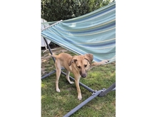 KIMI, Hund, Mischlingshund in Mainhardt - Bild 6