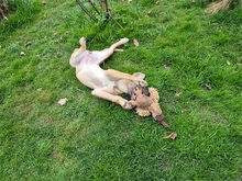 KIMI, Hund, Mischlingshund in Mainhardt - Bild 8