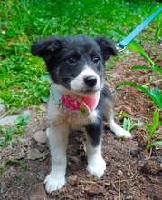 FLORINA, Hund, Mischlingshund in Rumänien - Bild 2