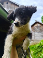 FLORINA, Hund, Mischlingshund in Rumänien - Bild 5
