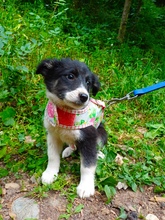 FLORINA, Hund, Mischlingshund in Rumänien - Bild 6