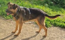 PLUTO, Hund, Deutscher Schäferhund-Mix in Zwiesel