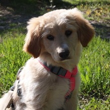 ALBA, Hund, Mischlingshund in Deggenhausertal