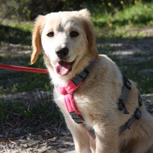 LUNA, Hund, Mischlingshund in Deggenhausertal