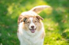 PINKY, Hund, Mischlingshund in Brechen - Bild 1